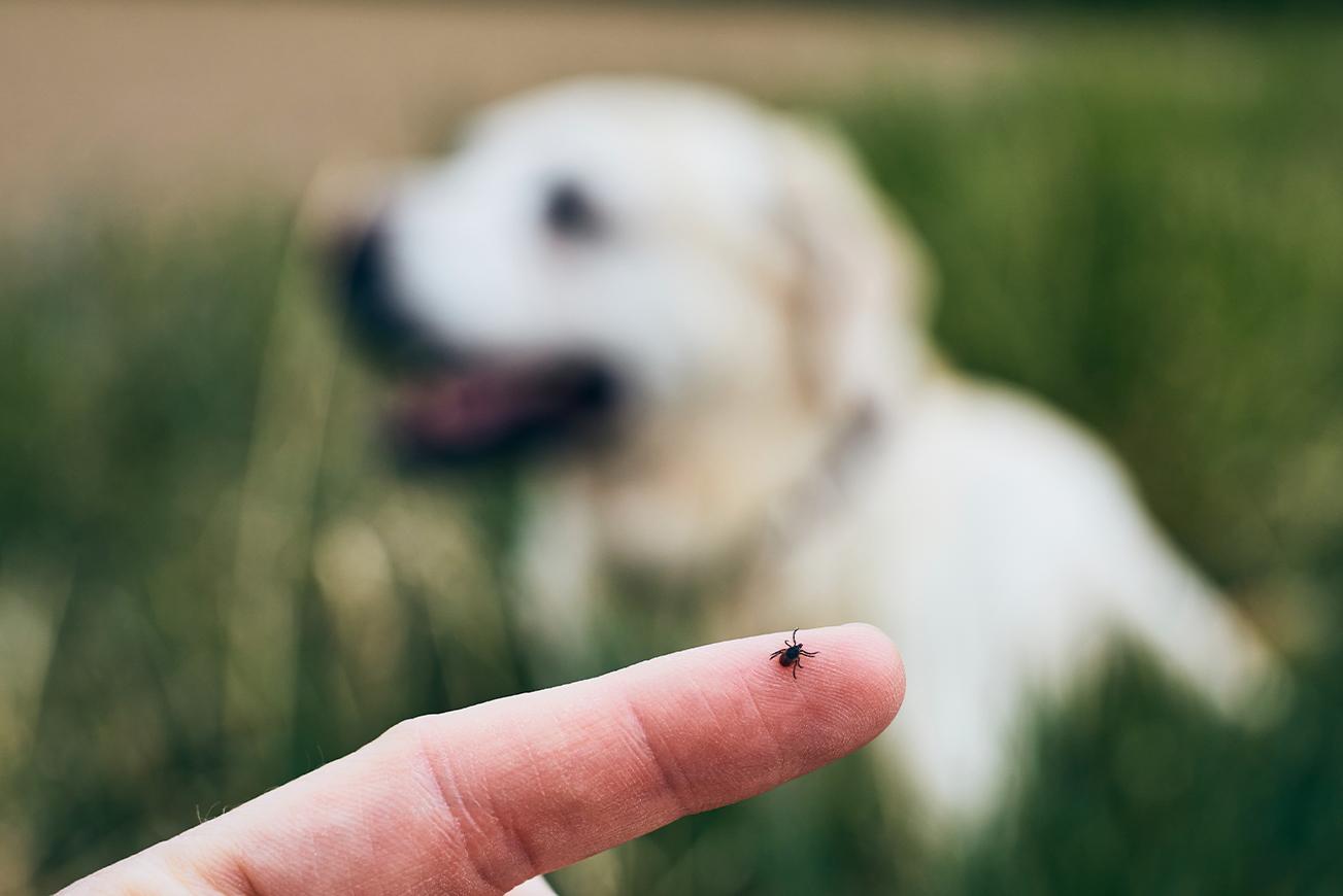 Zecke sitzt auf dem Finger